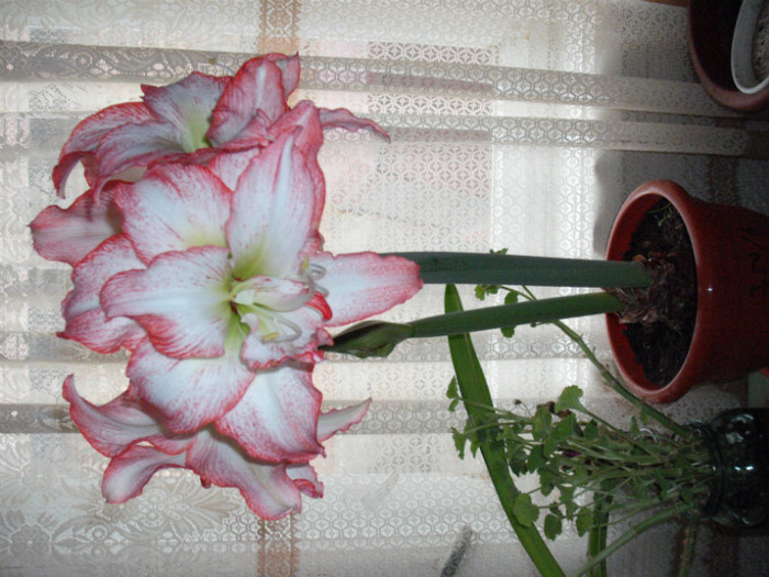 DSCF5881 - Amaryllis 2012