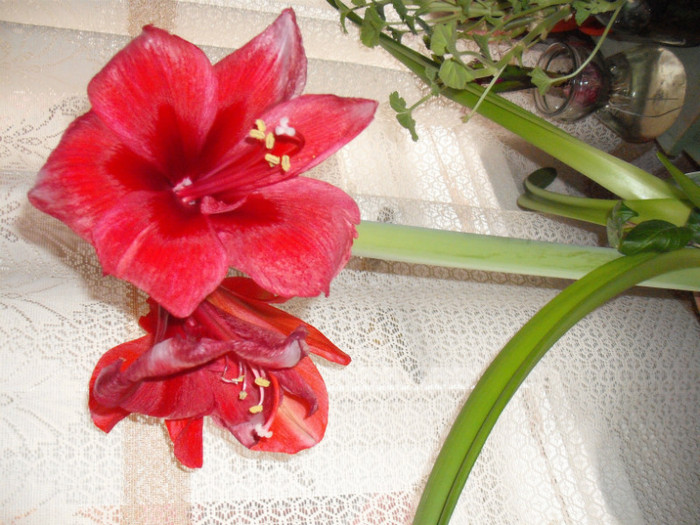 DSCF5882 - Amaryllis 2012