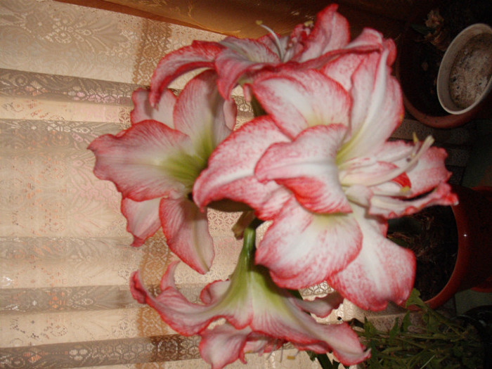 DSCF5884 - Amaryllis 2012