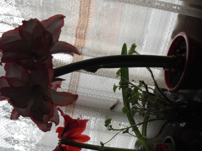 DSCF5886 - Amaryllis 2012