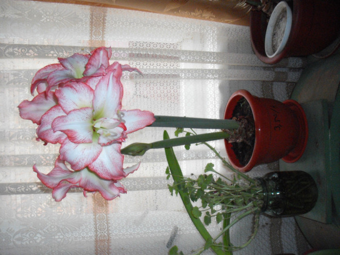 DSCF5887 - Amaryllis 2012