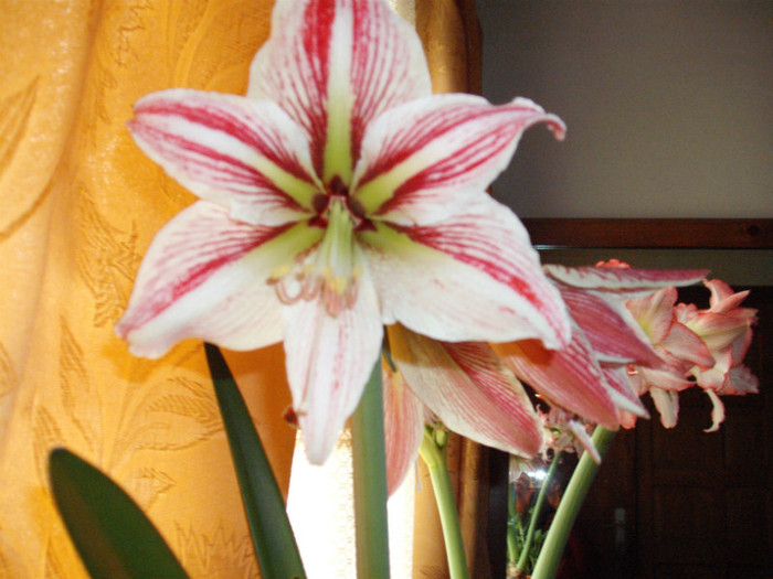 DSCF5888 - Amaryllis 2012