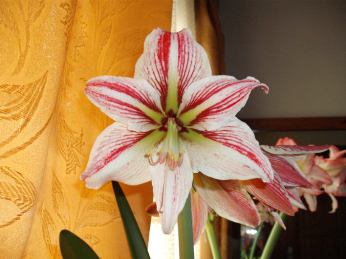 DSCF5889 - Amaryllis 2012