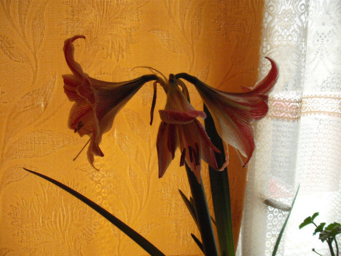 DSCF5890 - Amaryllis 2012