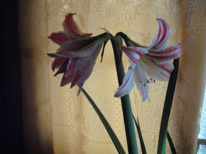 DSCF5891 - Amaryllis 2012