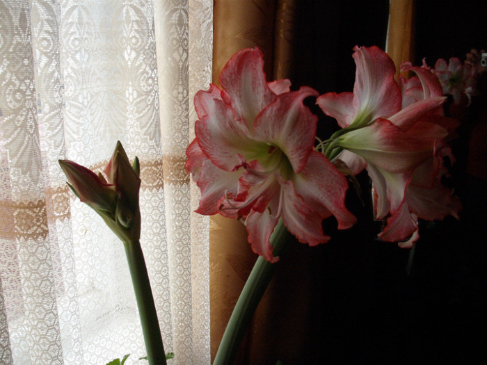 DSCF5893 - Amaryllis 2012