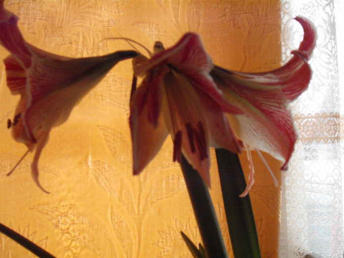 DSCF5894 - Amaryllis 2012