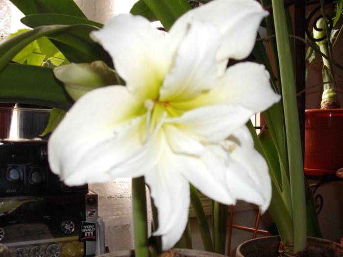 DSCF5897 - Amaryllis 2012