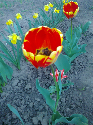 Fotografie0312 - lalele