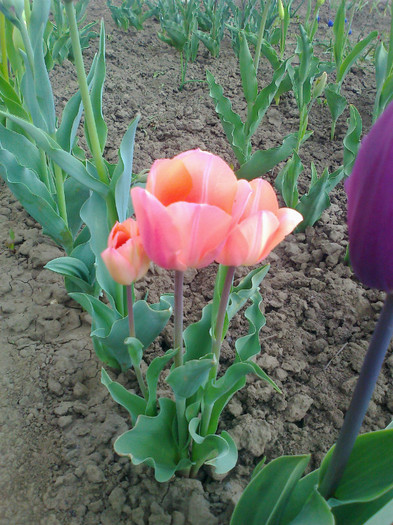 Fotografie0314 - lalele