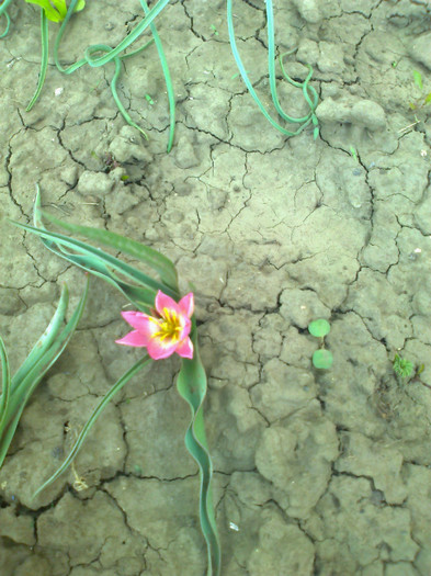 Fotografie0316 - lalele