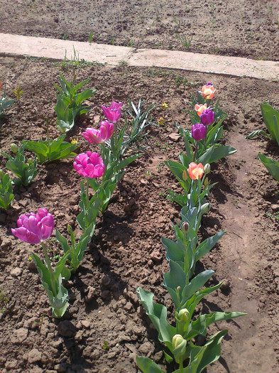 Fotografie0276 - lalele