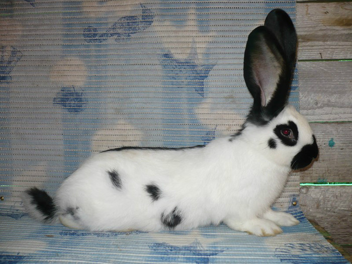 Femela nr 2 - 3 luni