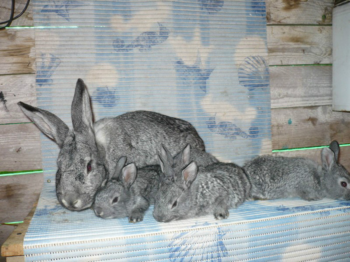 Mamica si puii - Tineret Chinchilla Mare 2012