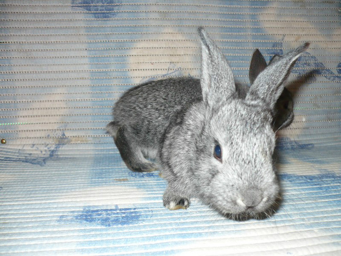 Puisor curios - Tineret Chinchilla Mare 2012