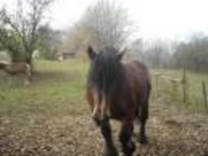 comtois[1]