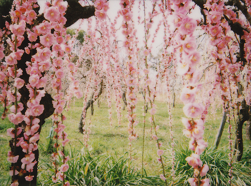 448685tumblr_m280l5acmA1r7jm73o1_500