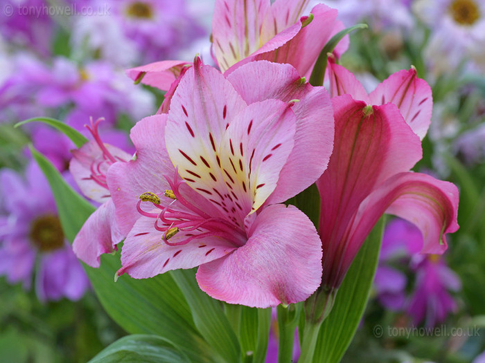 alstroemeria