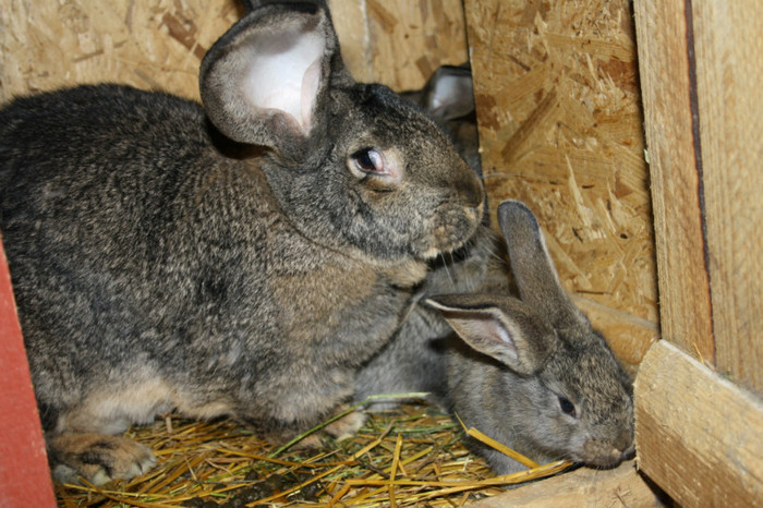 femela nr 1 cu puii de 4 saptamani