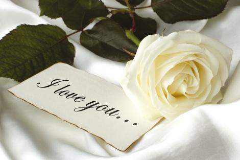 trandafir - flori noi 2012