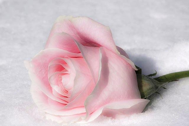 Trandafir-de-iarna - flori noi 2012