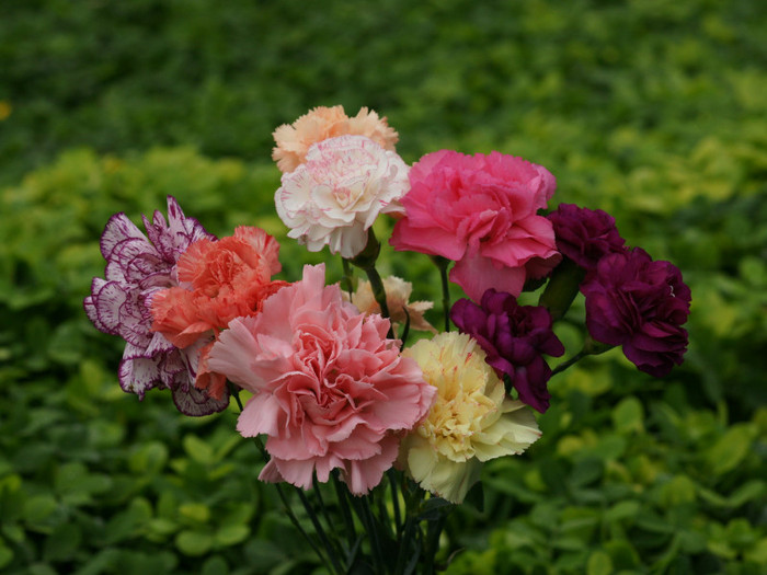beautiful_carnations-dsc07048-a1-wp - flori noi 2012
