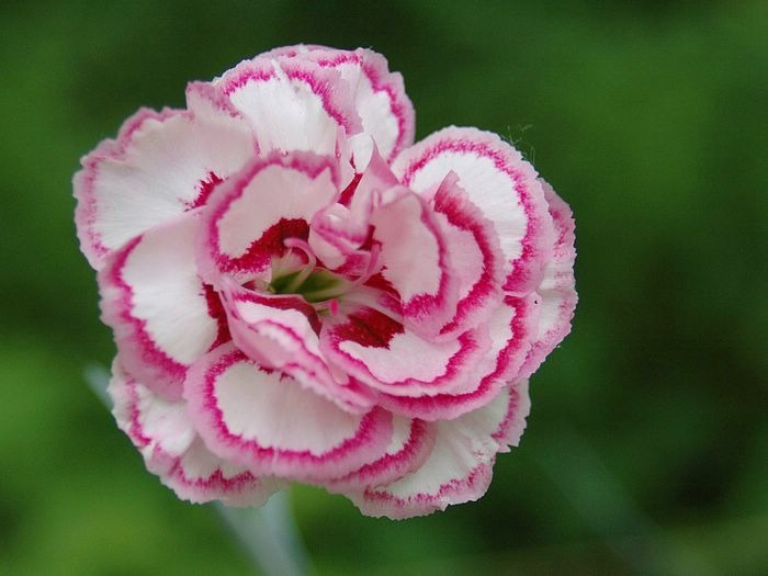 Carnation_flower_photo_P_fs