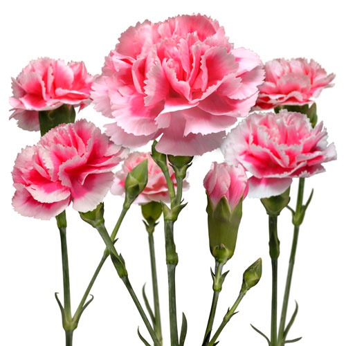 carnation-bouquet