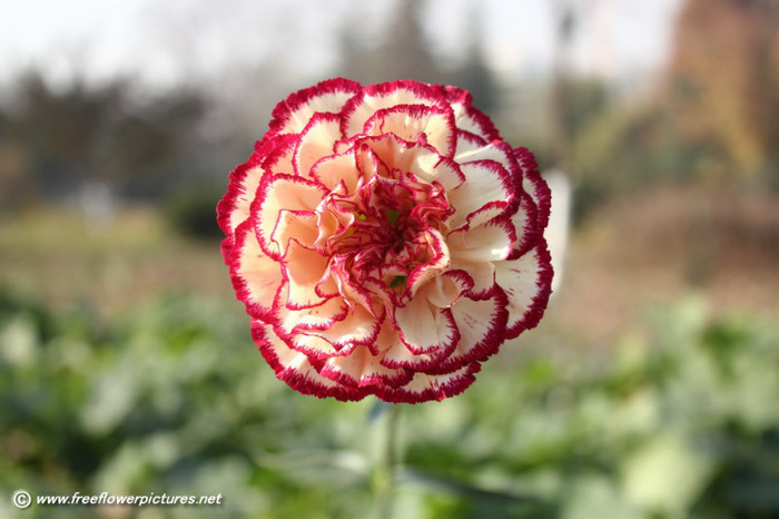 carnation-flower_61