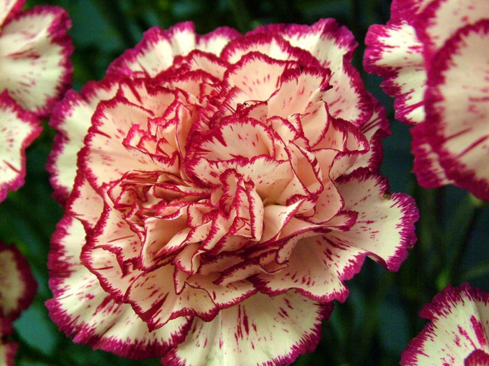 Carnation-Flower-Picture-4