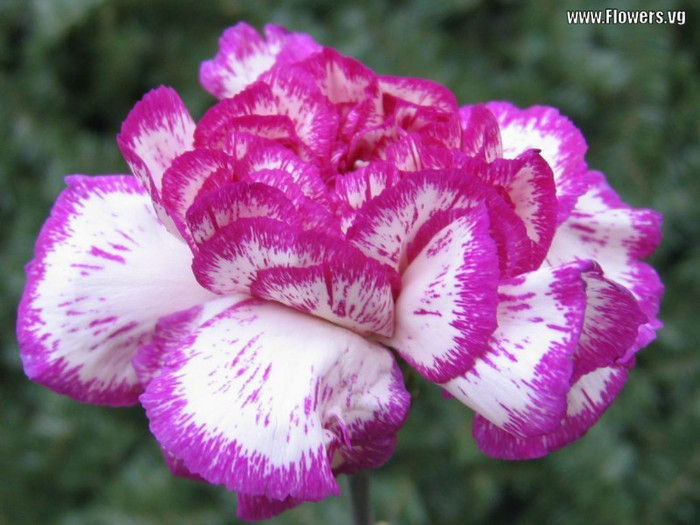 carnations-white-purple