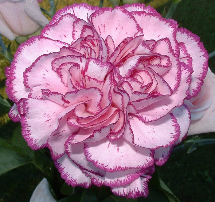 LeeAnnBeer-carnation - flori noi 2012