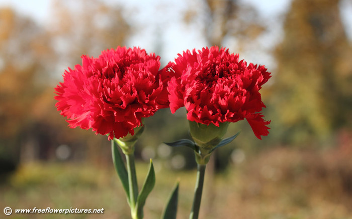 red-carnation - flori noi 2012