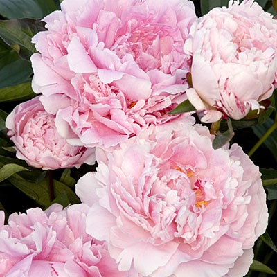 sarah-bernhardt-peony-0410-l - flori noi 2012