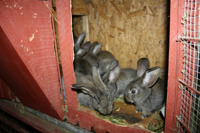 puii la 4 saptamani; nascuti in 16 martie 2012
