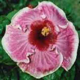 4thofjuly - hibiscus - parintii lor