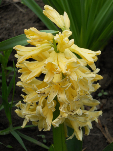 DSCN2454