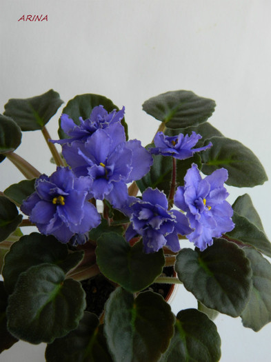 DSCN8067 - 0 violete africane-saintpaulia aprilie 2012