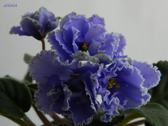 ruffled skies - 0 violete africane-saintpaulia aprilie 2012