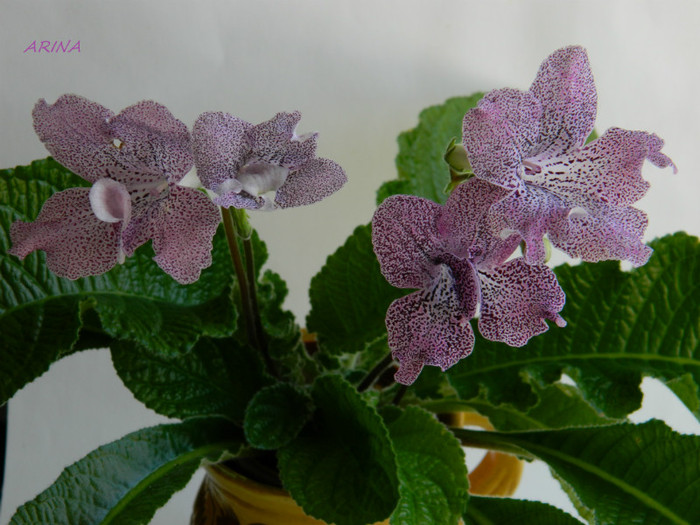 DSCN8092 - 0 violete africane-saintpaulia aprilie 2012