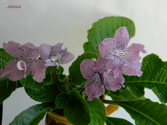 DSCN8094 - 0 violete africane-saintpaulia aprilie 2012