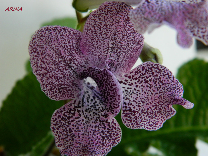 strepto hototogisu - 0 violete africane-saintpaulia aprilie 2012