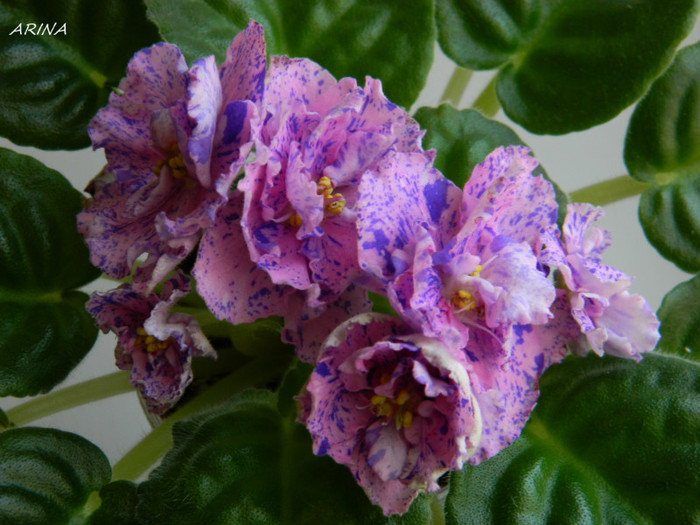 RS MASKARAD - 0 violete africane-saintpaulia aprilie 2012