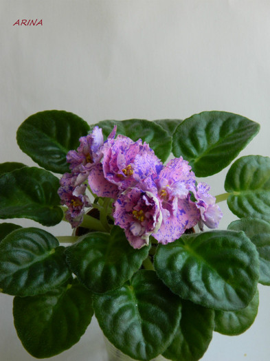 DSCN8110 - 0 violete africane-saintpaulia aprilie 2012