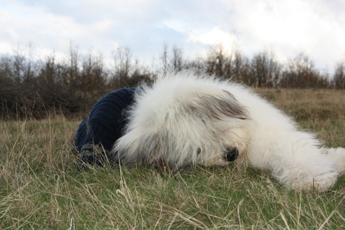 IMG_2910 - o noua membra a familiei-MARA-CIOBANESC MIORITIC