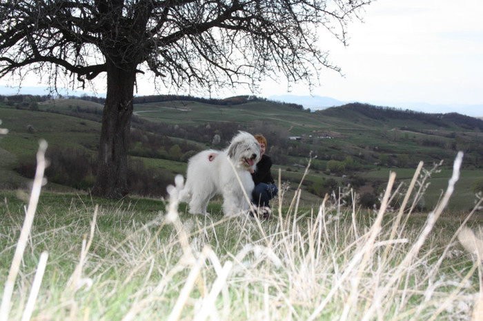 IMG_2905 - o noua membra a familiei-MARA-CIOBANESC MIORITIC