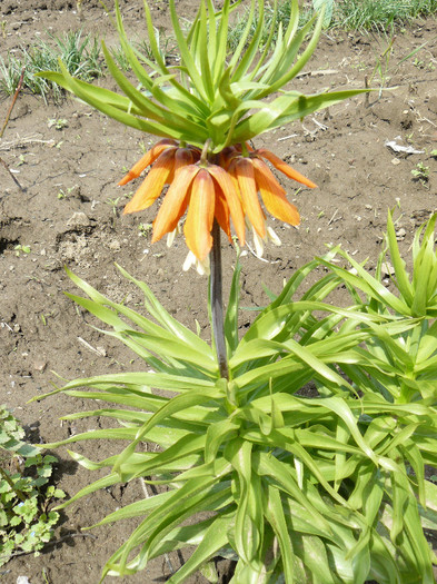 P1020444 - Fritillaria imperialis