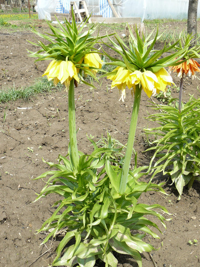 P1020445 - Fritillaria imperialis