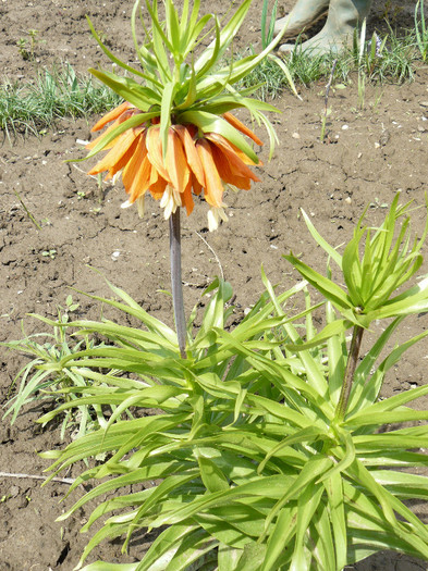 P1020446 - Fritillaria imperialis