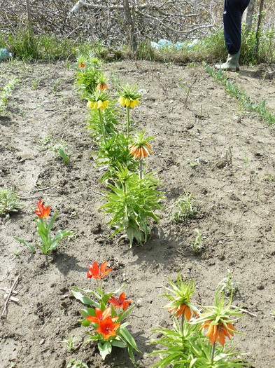 P1020447 - Fritillaria imperialis